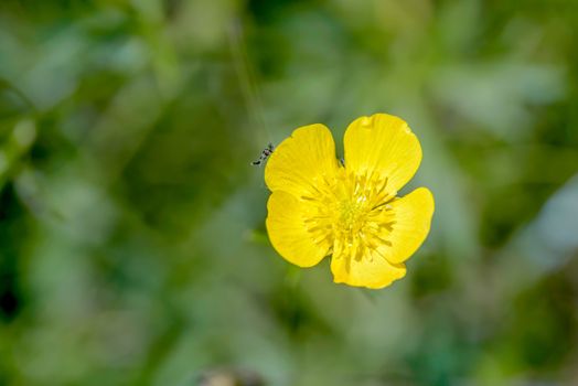 Yellow Ranunculus Repens, also called Buttercup, in the meadow, under the warm summer sun