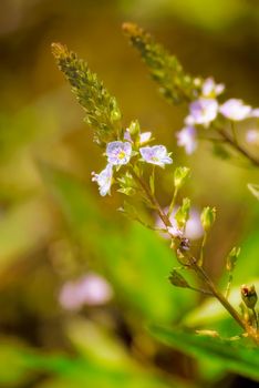 A pink Veronica anagallis-aquatica flower, also called water speedwell, or blue water-speedwell under the warm summer sun