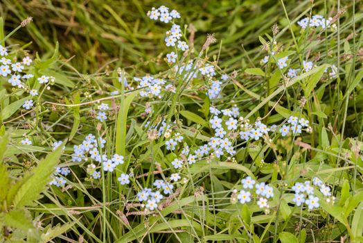 Little blue Myosotis flowers, also called forget me not , under the warm summer sun rays