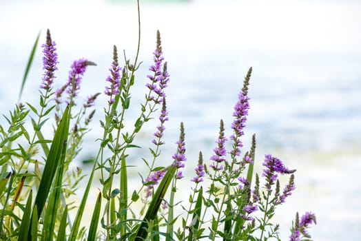 Pink Lythrum Salicaria growing in a meadow close to the river under the warm summer sun