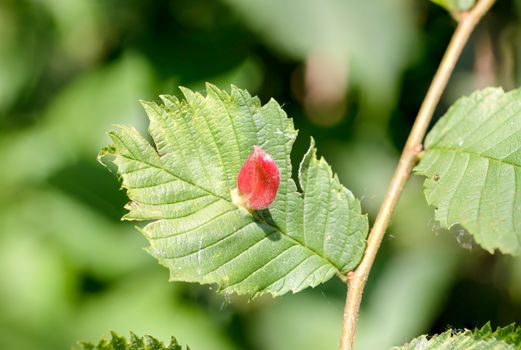 Gall caused by the Tetraneura caerulescens, an aphid, on an elm, Ulmus minor, leaf