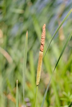 Detail of Typha Latifolia reed flower close to the lake in spring