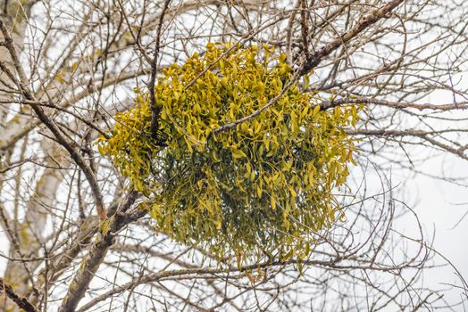 Viscum album or mistletoe is a hemiparasite on several species of trees, it has a significant role in European mythology, legends, and customs