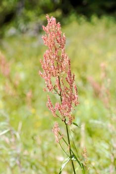 Red fresh Rumex acetosella, commonly known as sheep's sorrel, red sorrel, sour weed and field sorrel, in a green meadow under the warm summer sun