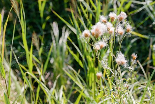 Feathery pappus and overblown flowers of Cirsium arvense also called creeping thistle