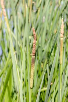 Detail of Typha Latifolia reed flower close to the lake in spring