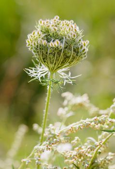 Macro of a closed wild carrot (Daucus Carota) close to a lake in Kiev, Ukraine