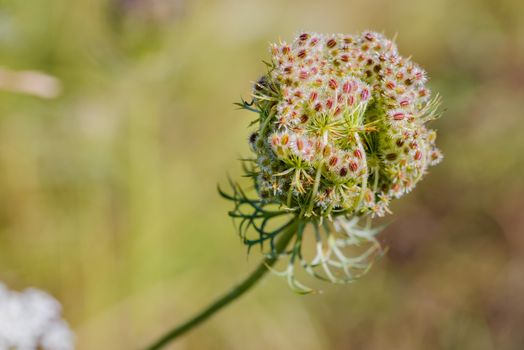 Macro of a closed wild carrot (Daucus Carota) close to a lake in Kiev, Ukraine