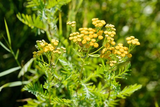 Tansy (Tanacetum vulgare), also called common tansy, bitter buttons, cow bitter, or golden buttons, growing close to a lake in Kiev, Ukraine