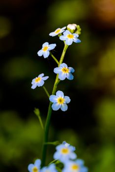 Little blue Myosotis flowers, also called forget me not , under the spring sun rays, with a dark background