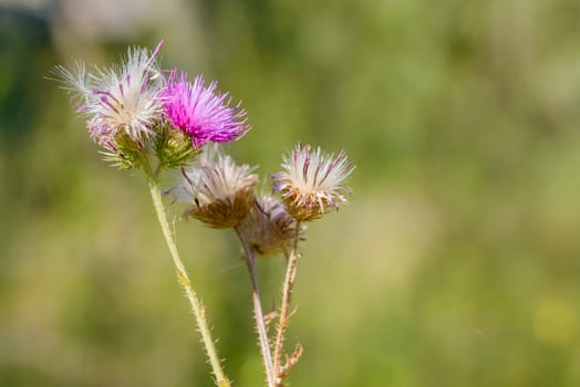 The Cirsium arvense, also called creeping thistle, is a thistle blooming in the fields and meadows