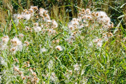 Feathery pappus and overblown flowers of Cirsium arvense also called creeping thistle