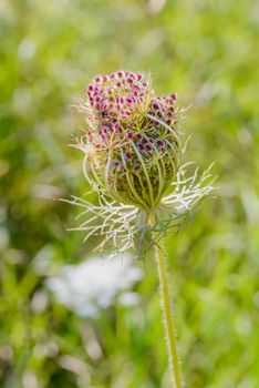 Macro of a closed wild carrot (Daucus Carota) close to a lake in Kiev, Ukraine