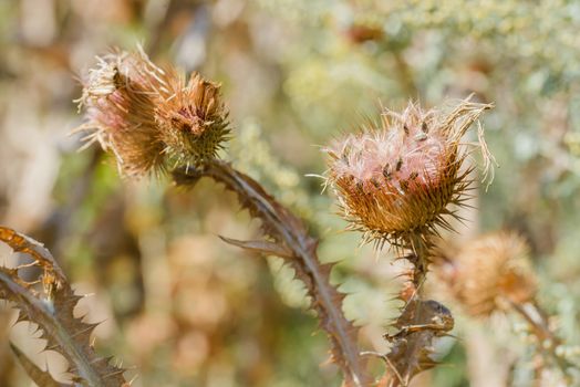 Macro of dry Cirsium vulgare, also called spear thistle, bull thistle, or common thistle, growing on the hill close to the lake. Kiev, Ukraine