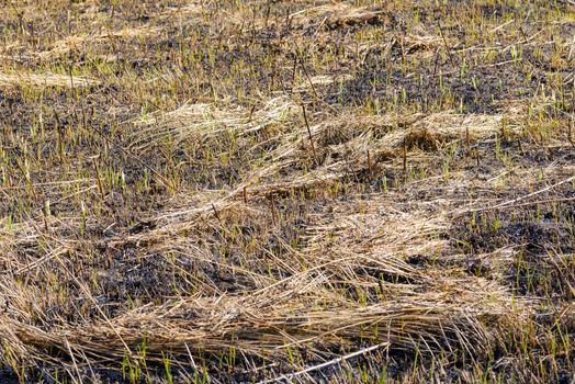 Wasteland after fire consequences: dry ground, tree roots and bushes are burnt and devastated. The land is covered by hay and young plants are growing in spring