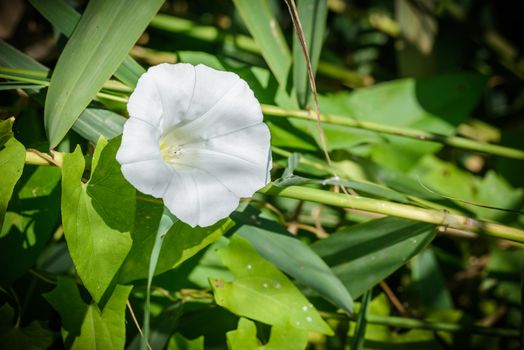 White Calystegia also called Bindweed, False Bindweed, or Morning Glory, under the warm summer sun