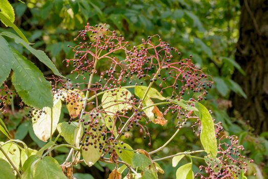 Sambucus nigra, also called elder, elderberry, black elder, European elder, European elderberry and European black elderberry, in the forest