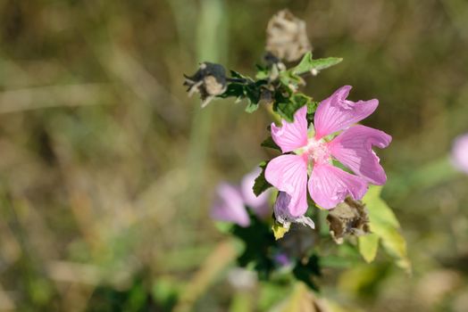 Drying Malva flower in the green meadow under the warm summer sun