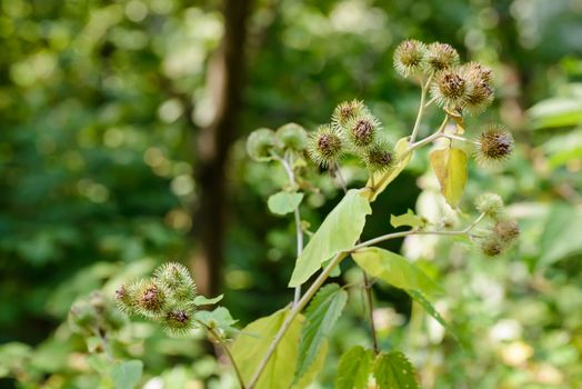 Arctium lappa, commonly called greater burdock, gobo, edible burdock, lappa, beggar's buttons, thorny burr, or happy major is a Eurasian species of plants in the sunflower family