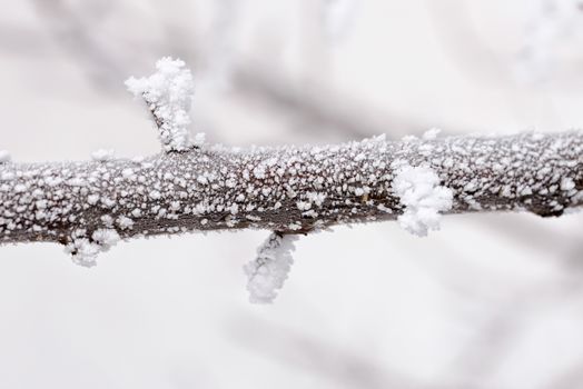 Macro of a branch covered by snow and frost in winter, with the sun in the background