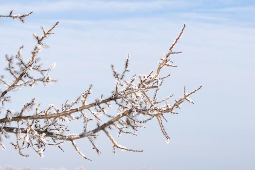 Tree branches covered by snow and frost in winter, close to the Dnieper river in Ukraine