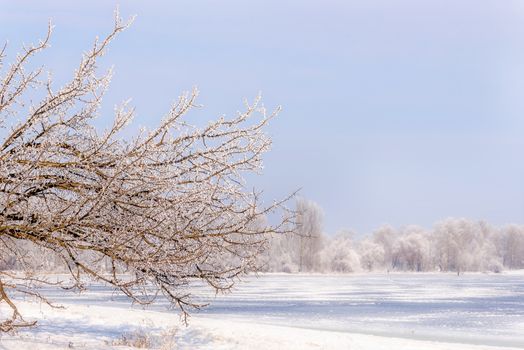 Tree branches covered by snow and frost in winter, close to the Dnieper river in Ukraine