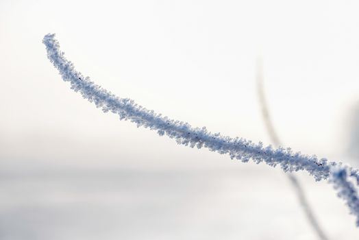 Macro of a twig covered by snow and frost in winter