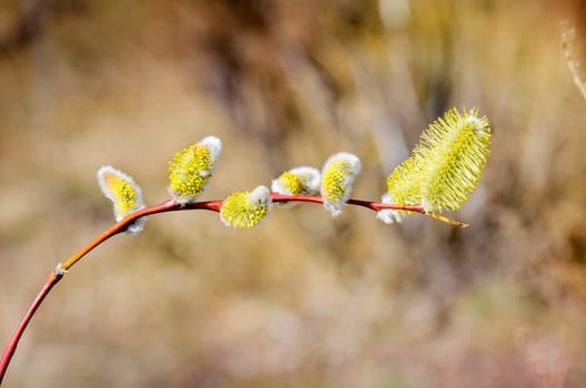 Male catkin willow flower on a tree branch in spring