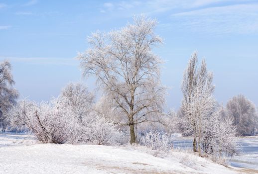 Trees covered by frost, ice and snow close to the Dnieper River in Kiev, Ukraine, during winter