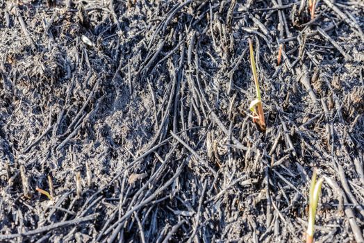 Wasteland after fire consequences: dry ground, tree roots and bushes are burnt and devastated. Young plants are growing up in spring