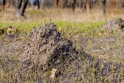 Clod of earth called molehill, caused by a mole, in a field in winter