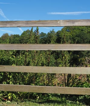 hill with forest of trees seen behind a wooden fence