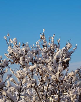 cold winter scene with trees and snow