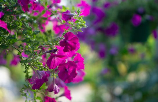 Purple Petunia on nature Background. Petunia is a flowering plant originating from South America. The popular flower of the same name received the nickname from France.