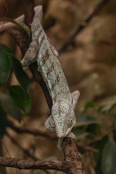 Young veiled chameleon clinging to a tree branch, small reptile
