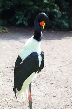 Beautiful crane birds in a detailed close up view on a sunny summer day