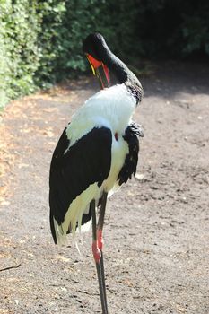 Beautiful crane birds in a detailed close up view on a sunny summer day