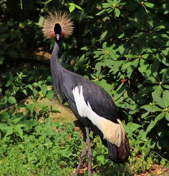 Beautiful crane birds in a detailed close up view on a sunny summer day