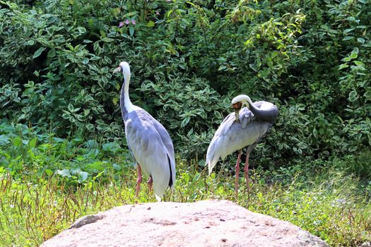 Beautiful crane birds in a detailed close up view on a sunny summer day