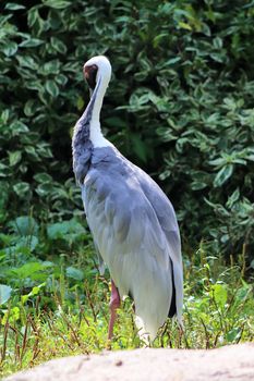 Beautiful crane birds in a detailed close up view on a sunny summer day