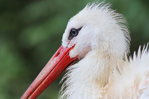 Beautiful crane birds in a detailed close up view on a sunny summer day