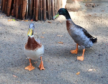 Beautiful ducks running around in a rural environment