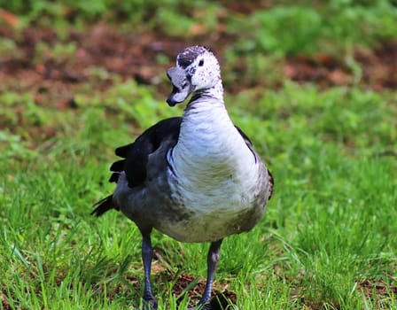 Beautiful ducks running around in a rural environment