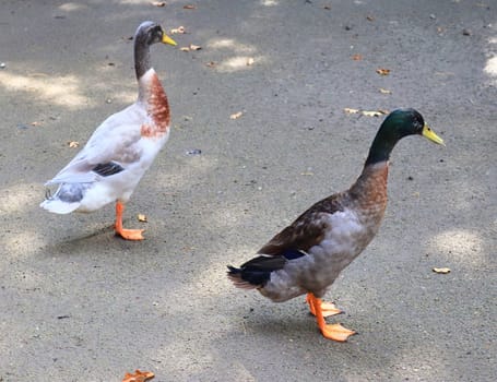 Beautiful ducks running around in a rural environment