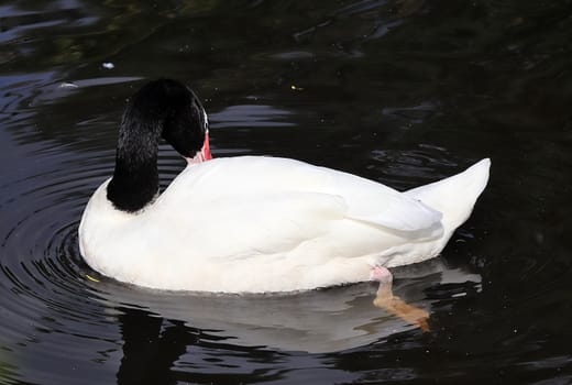 Beautiful ducks running around in a rural environment