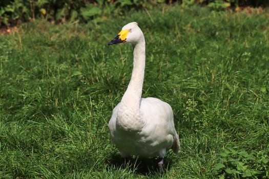 Beautiful ducks running around in a rural environment