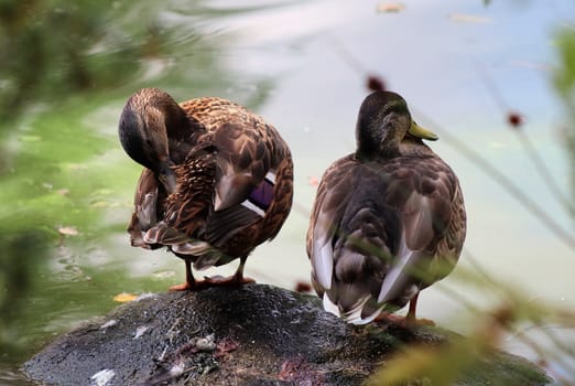 Beautiful ducks running around in a rural environment