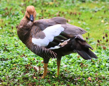 Beautiful ducks running around in a rural environment