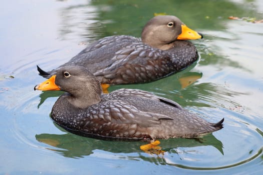 Beautiful ducks running around in a rural environment