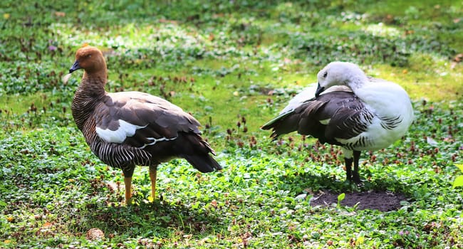 Beautiful ducks running around in a rural environment